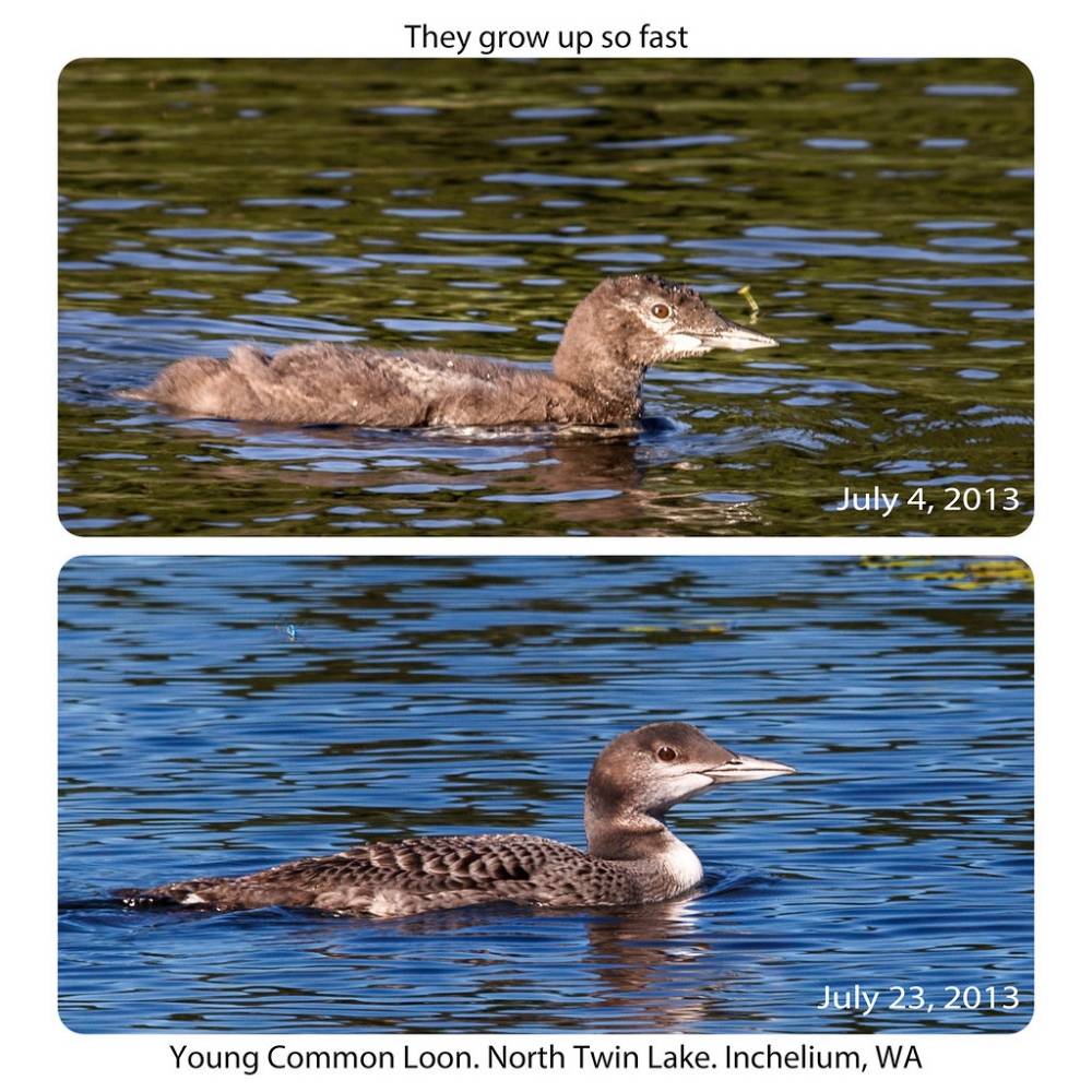 Young Loon by Mark Pouley is licensed under CC BY-NC-ND 2.0